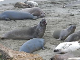 2008Elephant-Seals-10